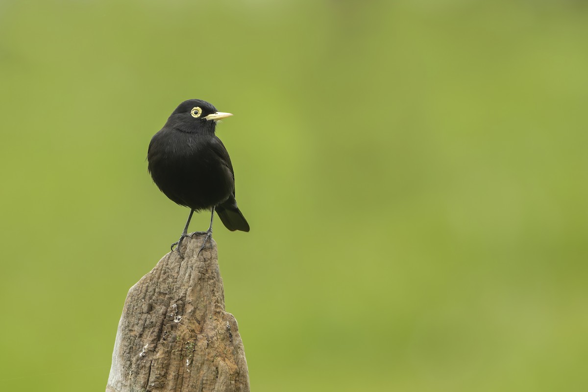 Spectacled Tyrant - Francisco Castro Carmona