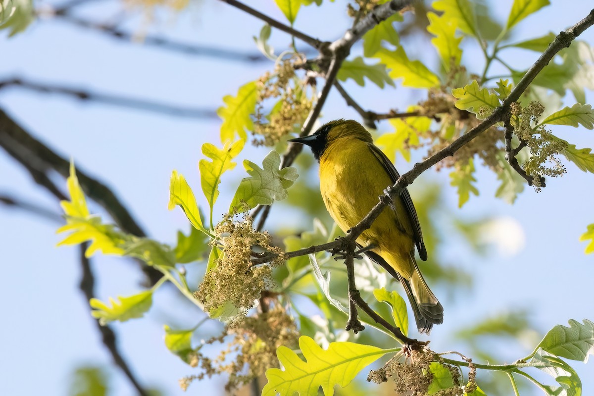 Orchard Oriole - ML609271170