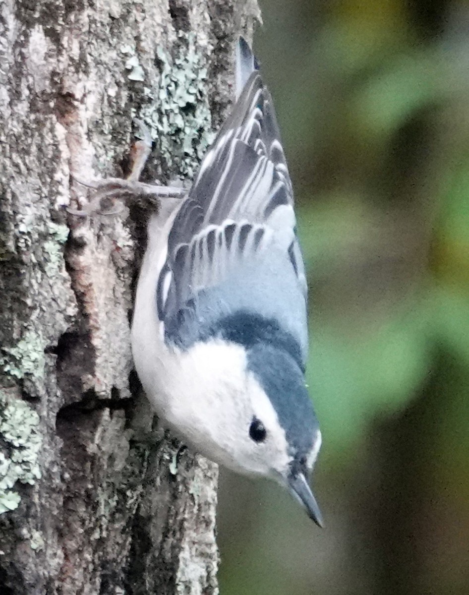 White-breasted Nuthatch - ML609271222