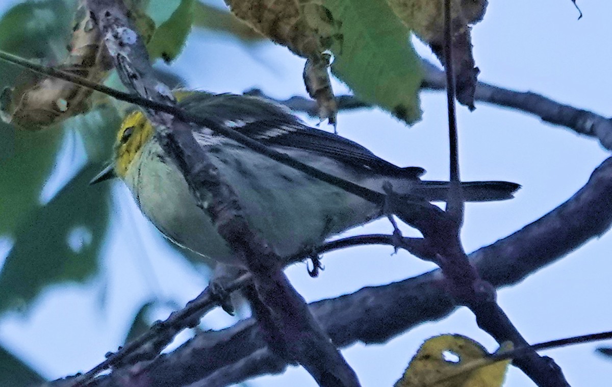 Black-throated Green Warbler - ML609271238