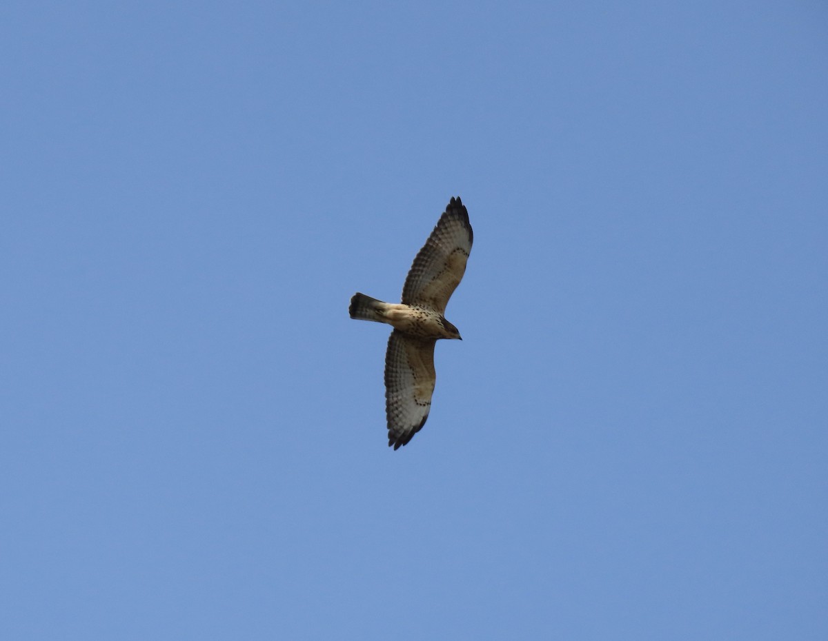 Broad-winged Hawk - ML609271293