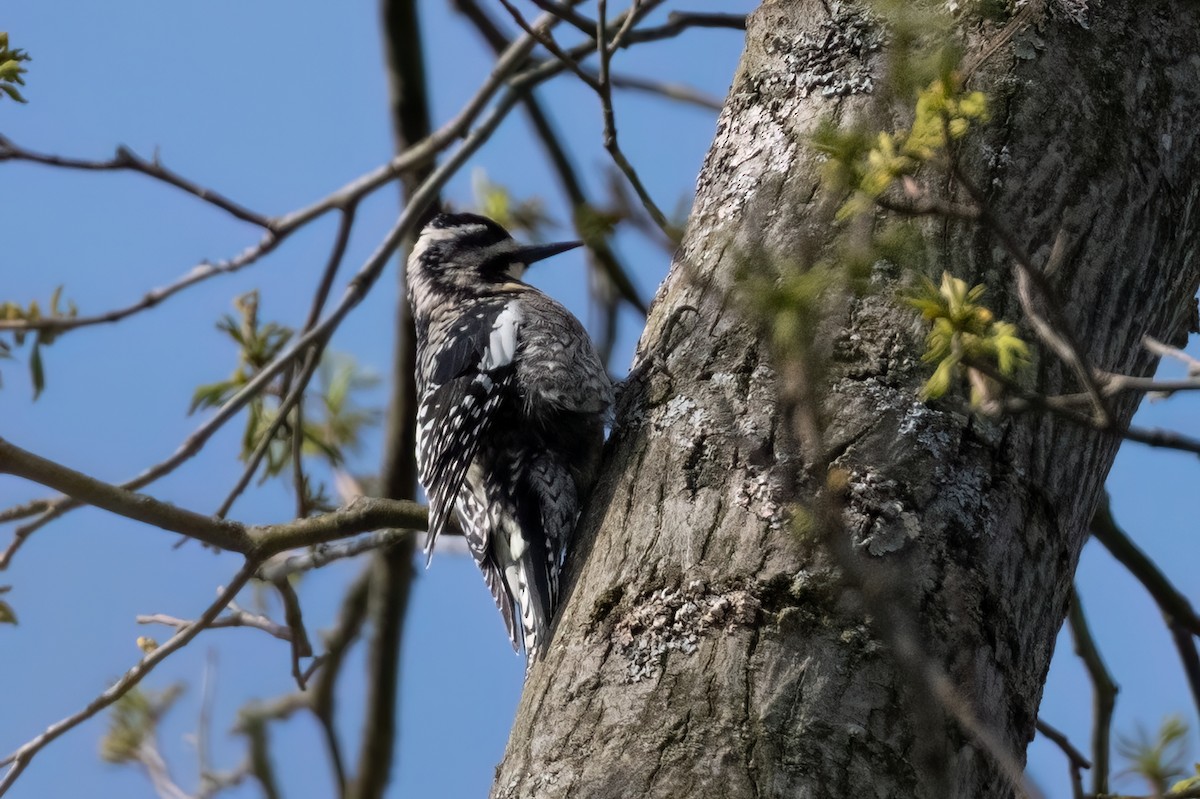 Yellow-bellied Sapsucker - ML609271335