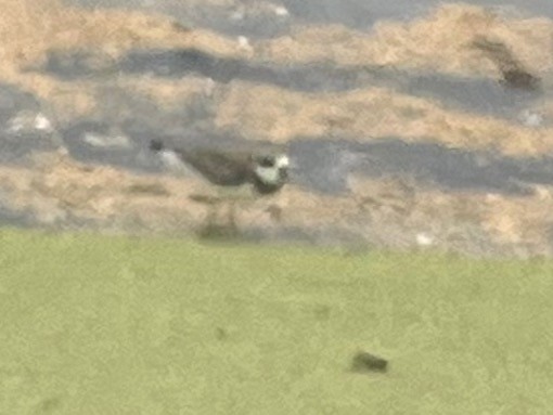 Semipalmated Plover - ML609271349