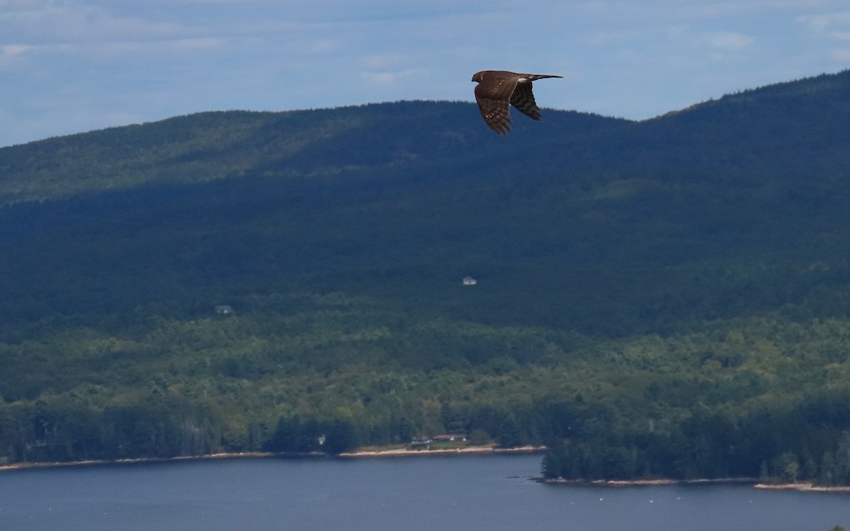 Sharp-shinned Hawk - ML609271430