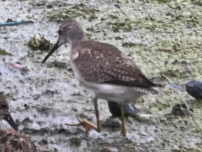 Lesser Yellowlegs - ML609271434