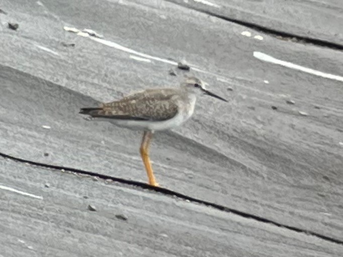 Lesser Yellowlegs - ML609271435