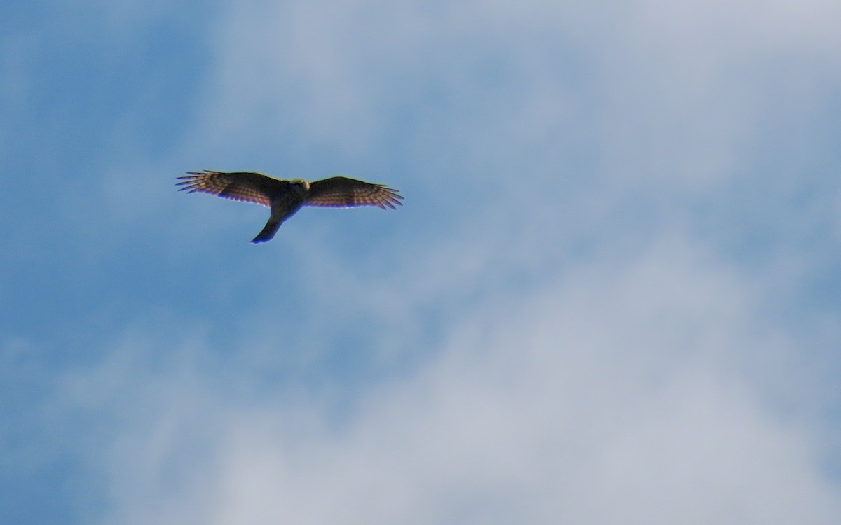 Sharp-shinned Hawk - ML609271437