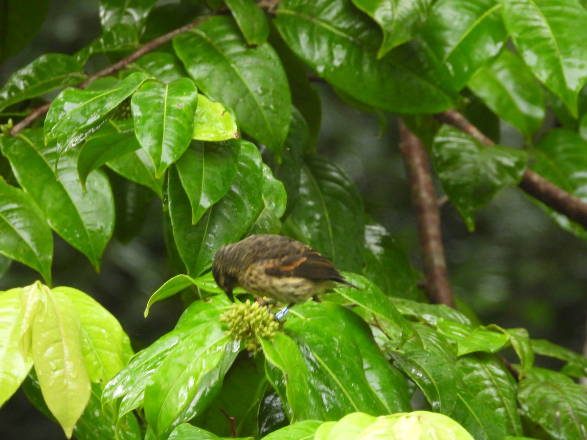 Pinzón de Darwin de Cocos - ML609271522