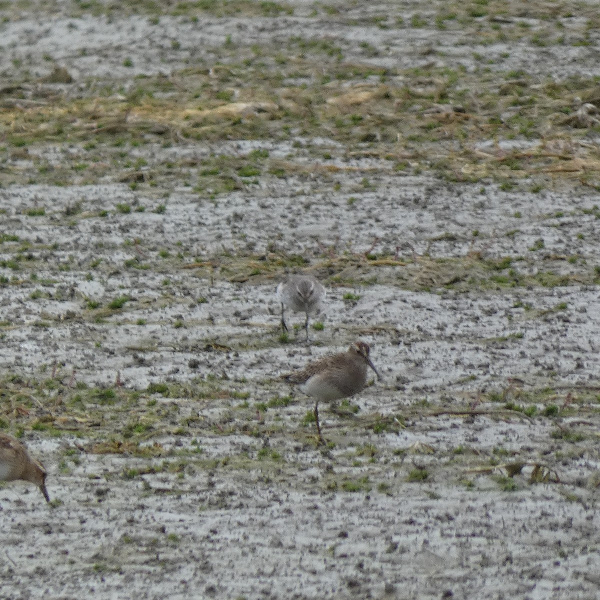 White-rumped Sandpiper - ML609271529