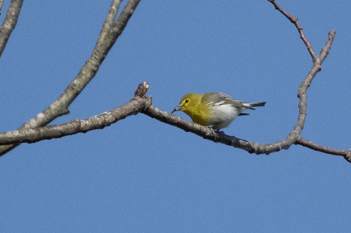 Viréo à gorge jaune - ML609271561