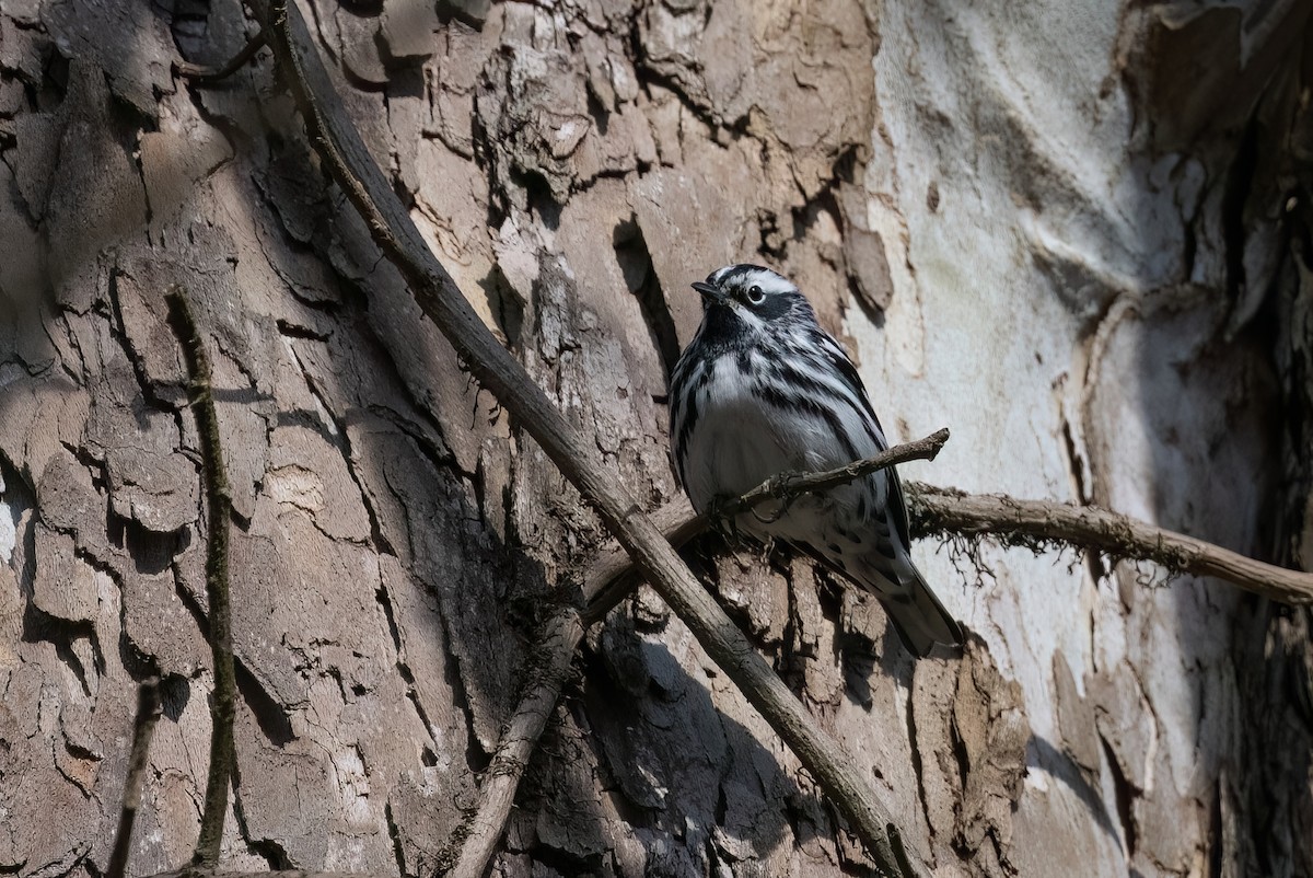 Black-and-white Warbler - ML609271568