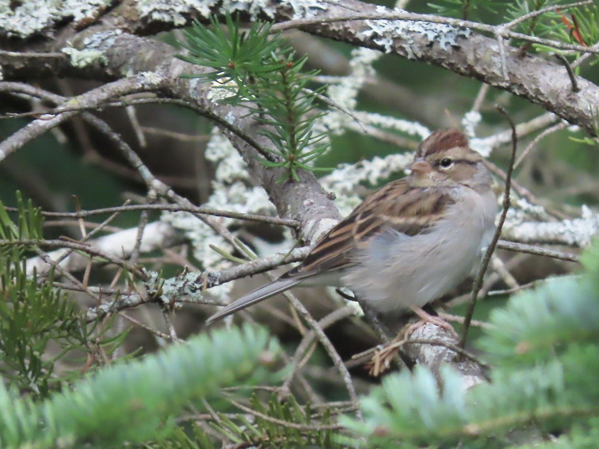 Chipping Sparrow - Marjorie Watson