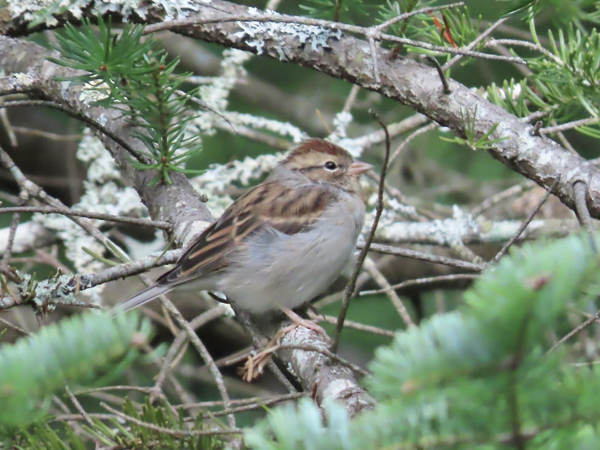 Chipping Sparrow - Marjorie Watson