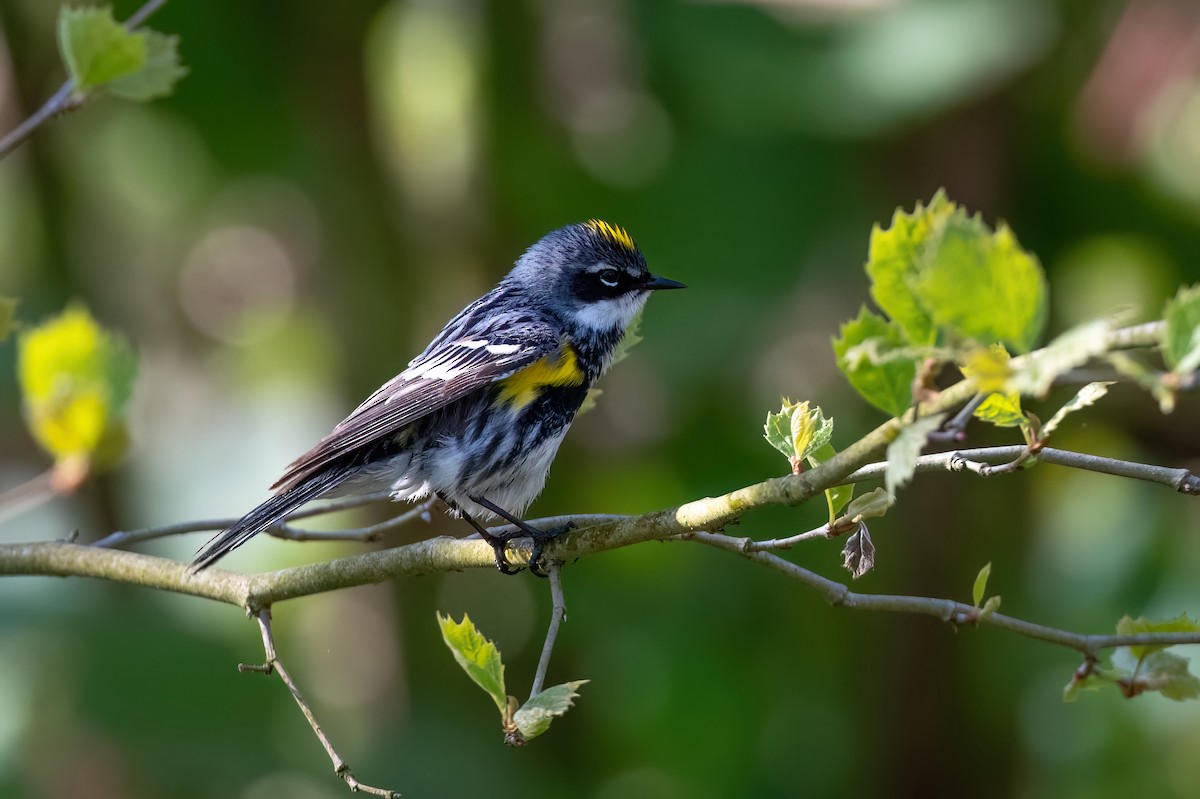 Yellow-rumped Warbler - ML609271573