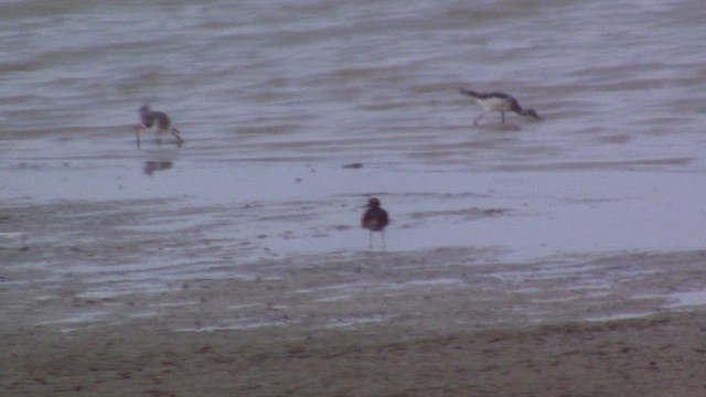 Lesser Yellowlegs - ML609271579