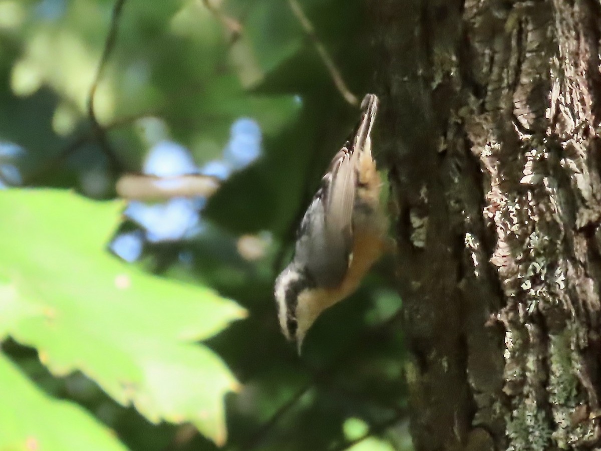 Red-breasted Nuthatch - Marjorie Watson