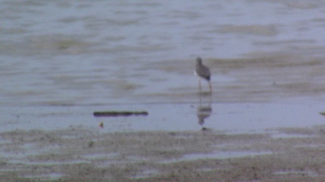 Lesser Yellowlegs - ML609271587