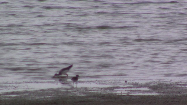 Lesser Yellowlegs - ML609271588