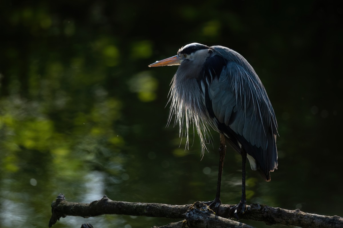 Great Blue Heron - ML609271590