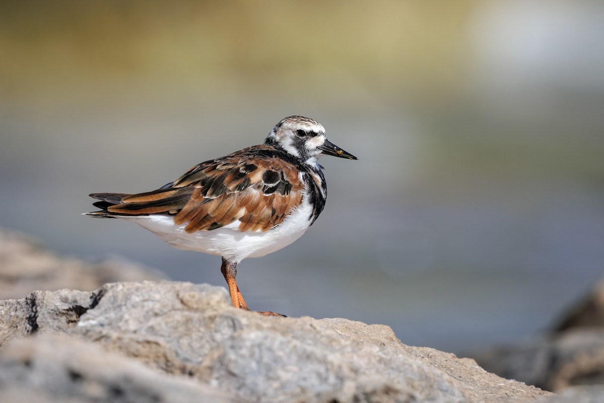 Ruddy Turnstone - Frédérick Lelièvre