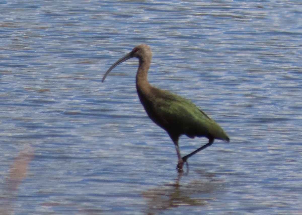 White-faced Ibis - ML609271630