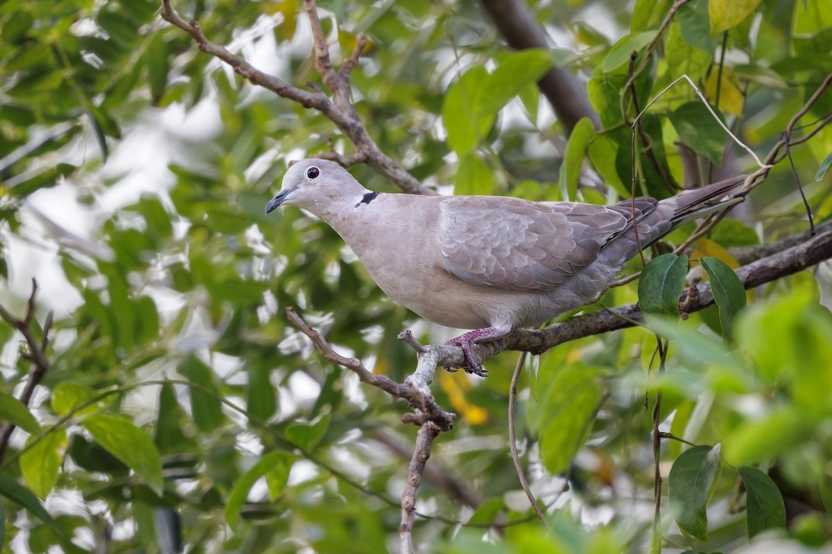Eurasian Collared-Dove - Frédérick Lelièvre
