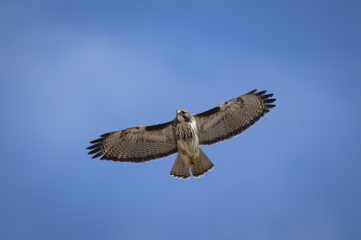 Rufous-tailed Hawk - ML609271657