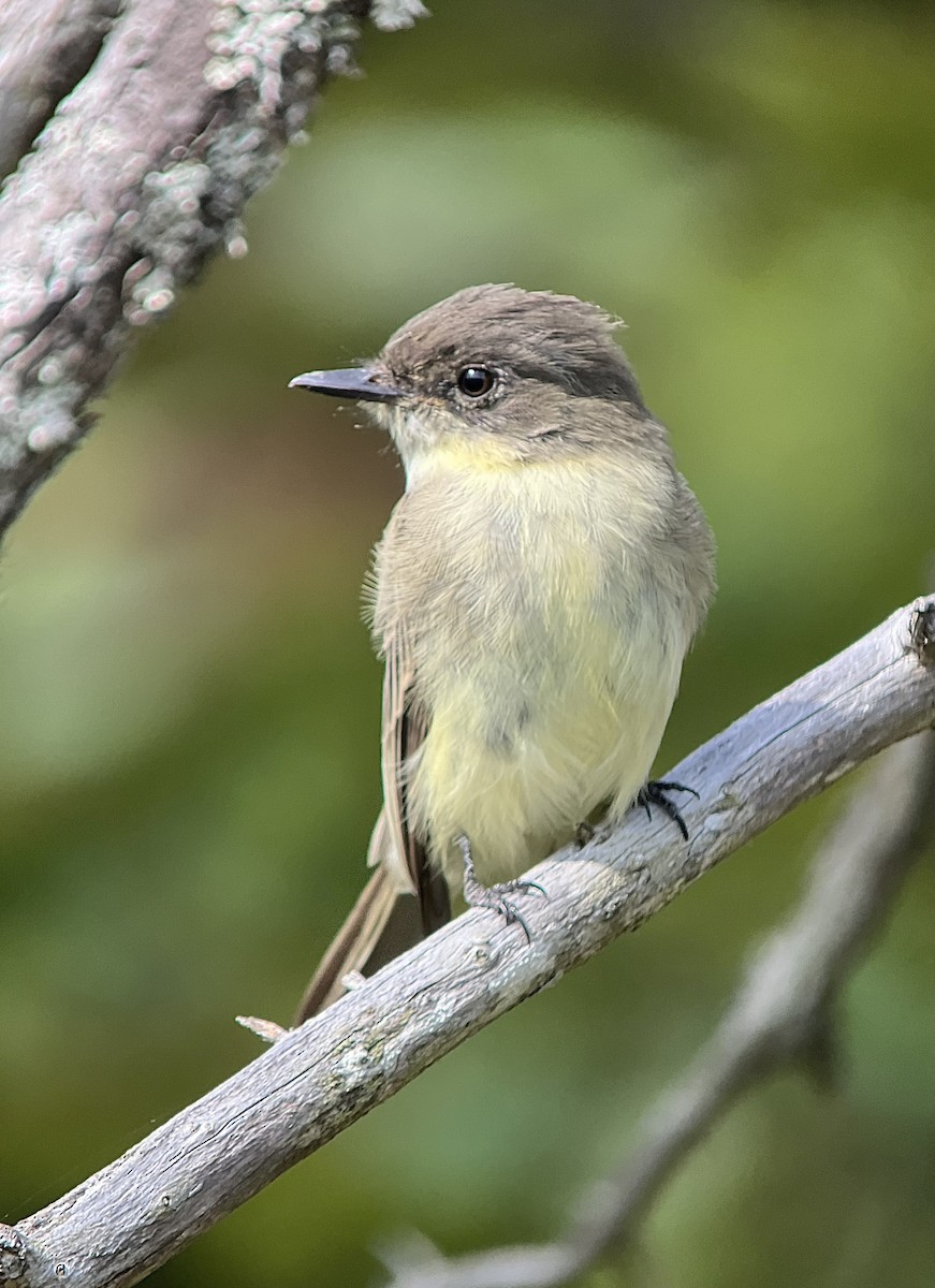 Eastern Phoebe - ML609271663