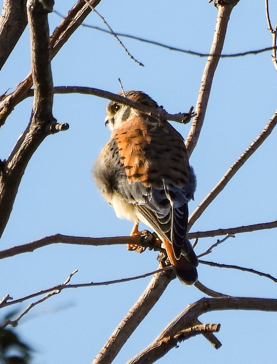 American Kestrel - ML609271675