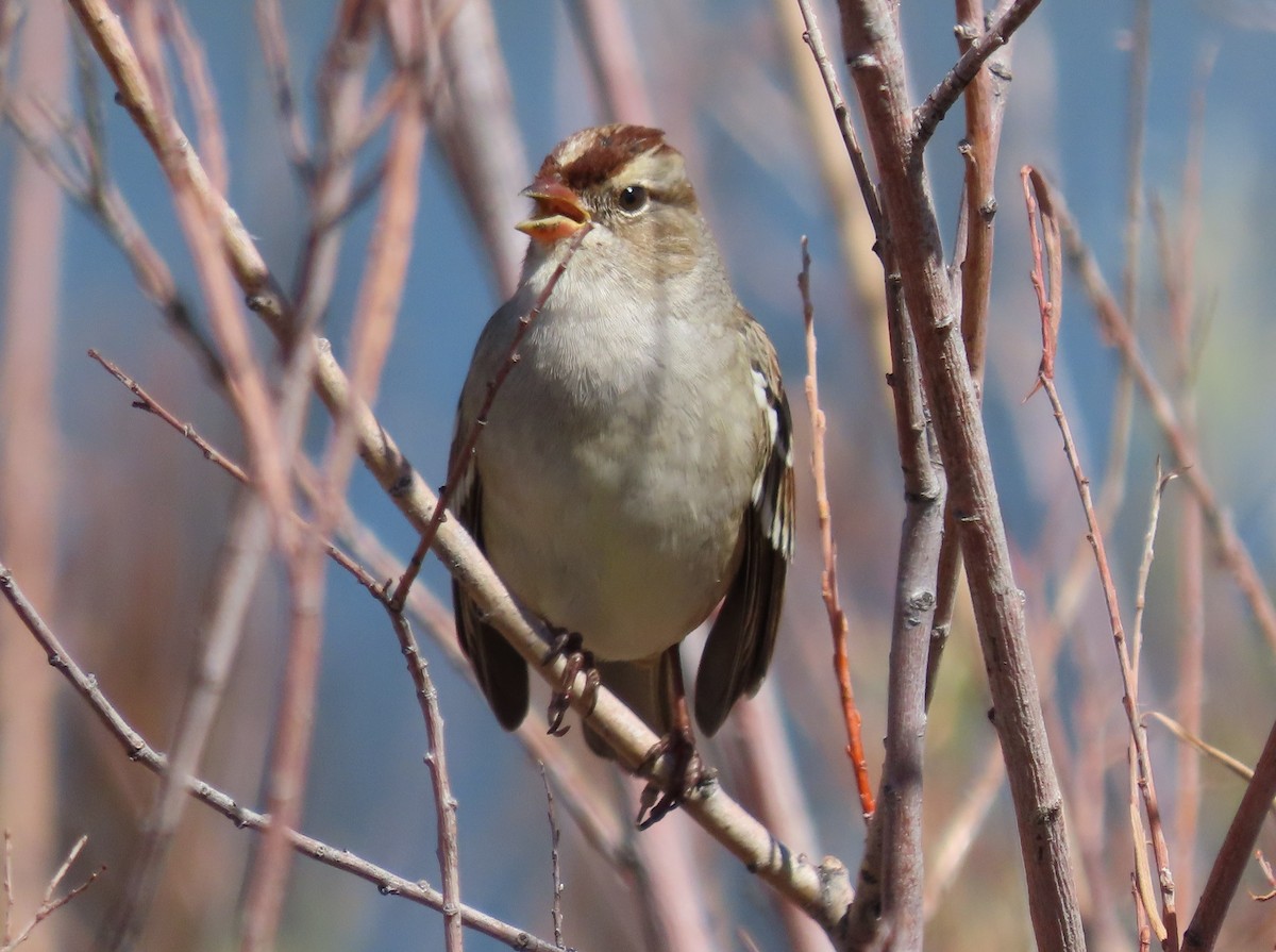 White-crowned Sparrow - ML609271684