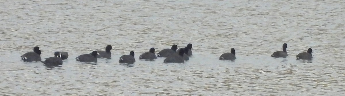 American Coot - ML609271786