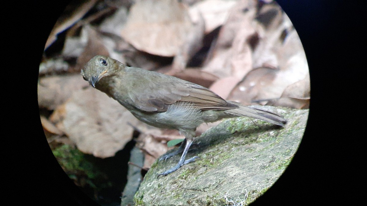 Brown-winged Schiffornis - ML609271876