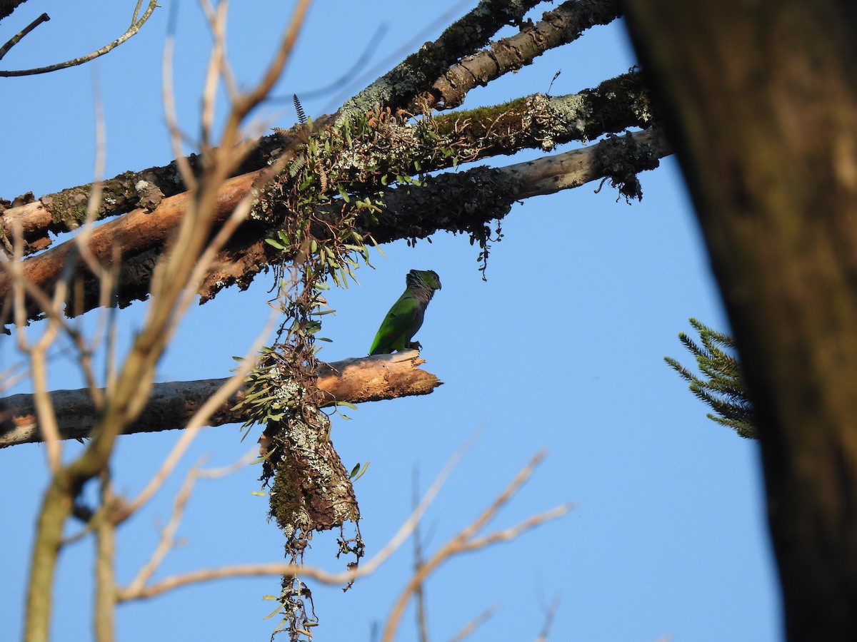 Vinaceous-breasted Parrot - ML609271918