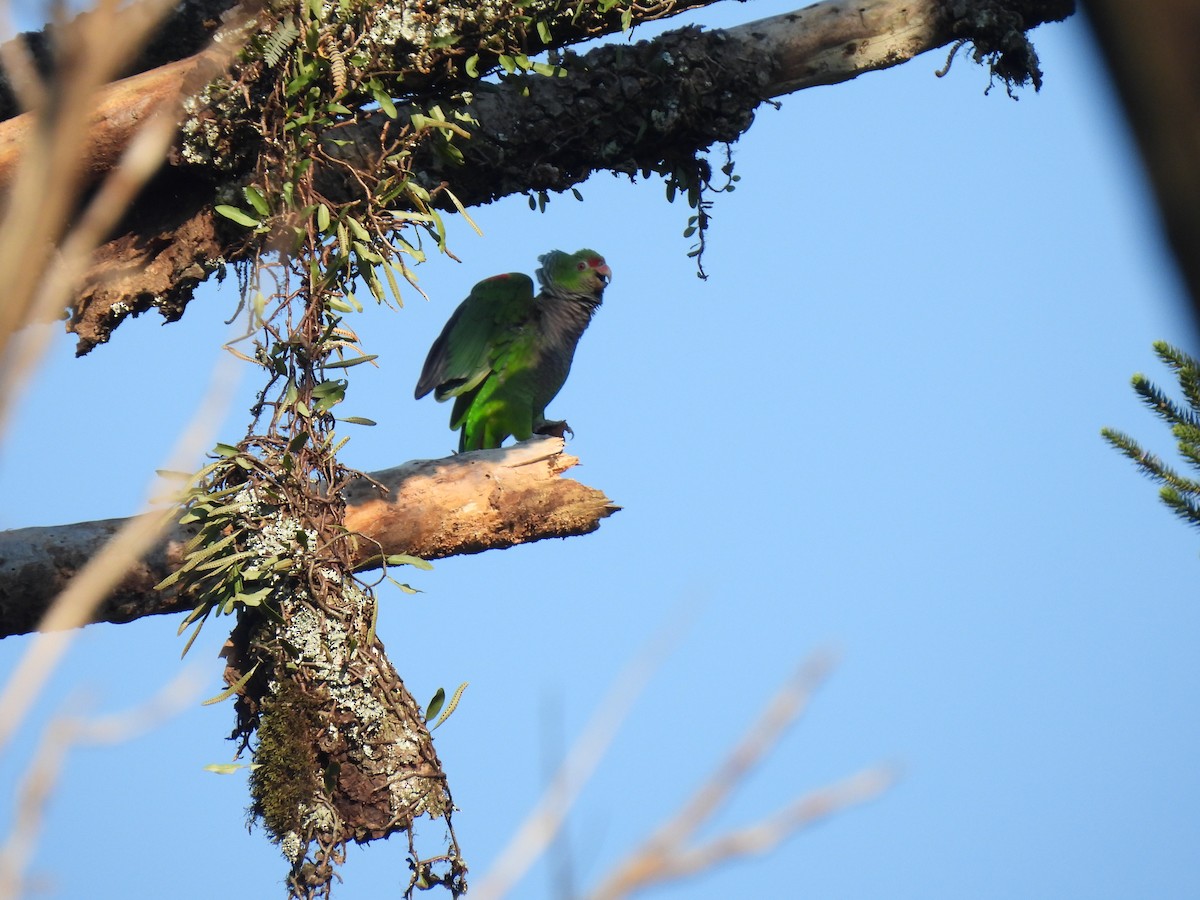 Vinaceous-breasted Parrot - ML609271919