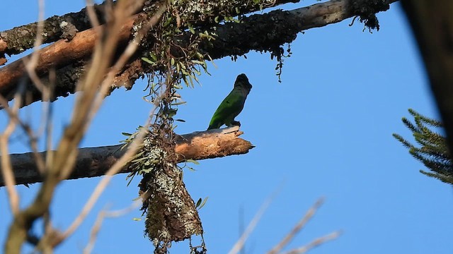 ブドウイロボウシインコ - ML609271930