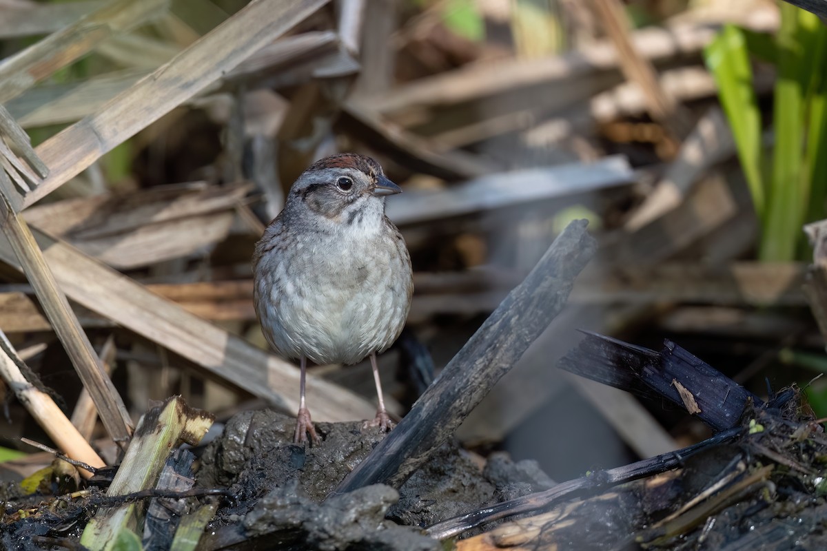 Swamp Sparrow - ML609271935