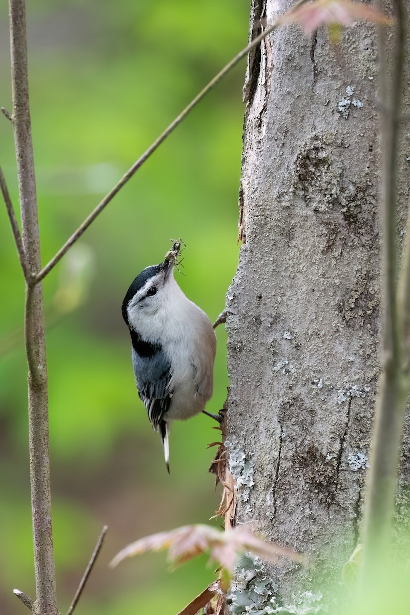 White-breasted Nuthatch - ML609271944