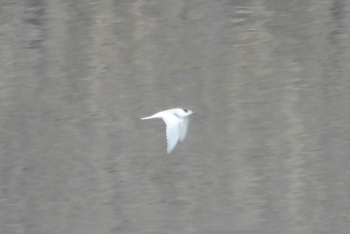 Forster's Tern - Diana LaSarge and Aaron Skirvin