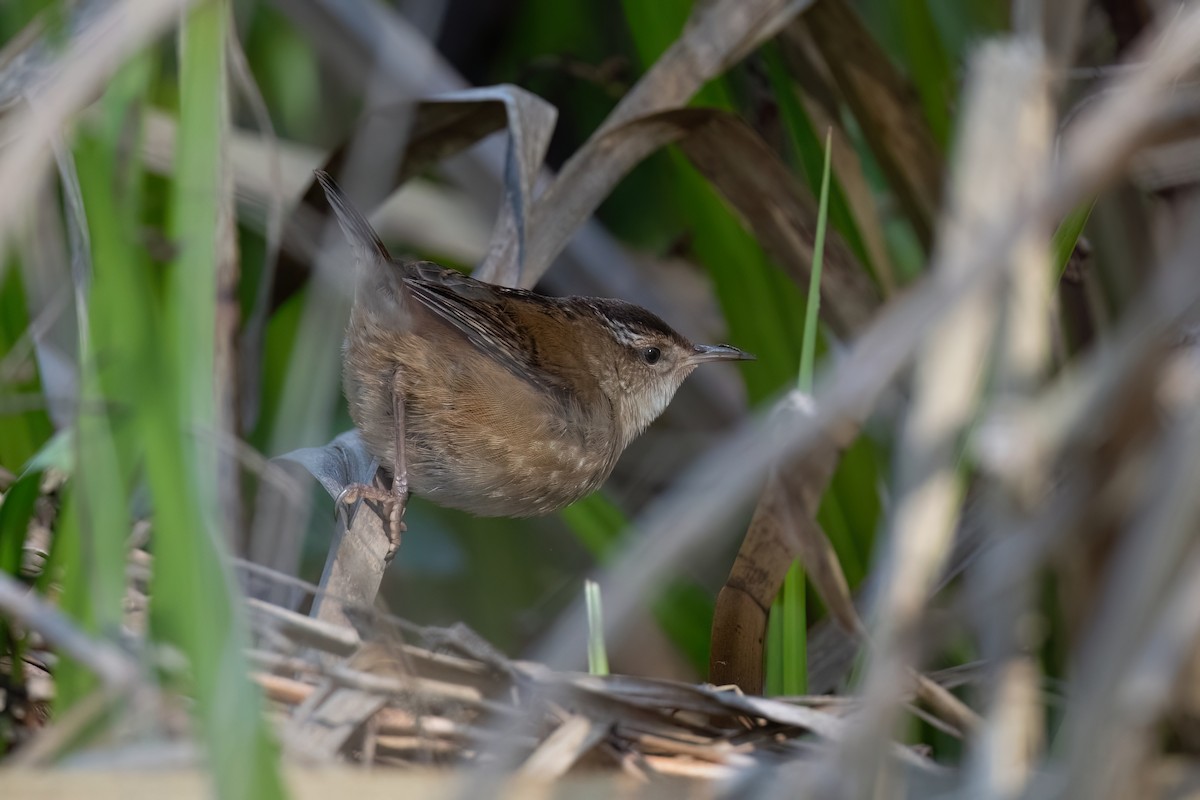 Marsh Wren - ML609272058