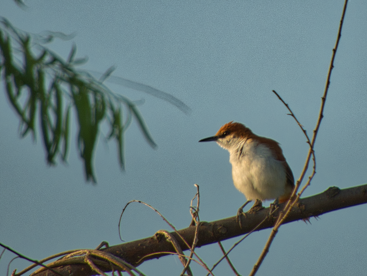 Мочарник річковий - ML609272092
