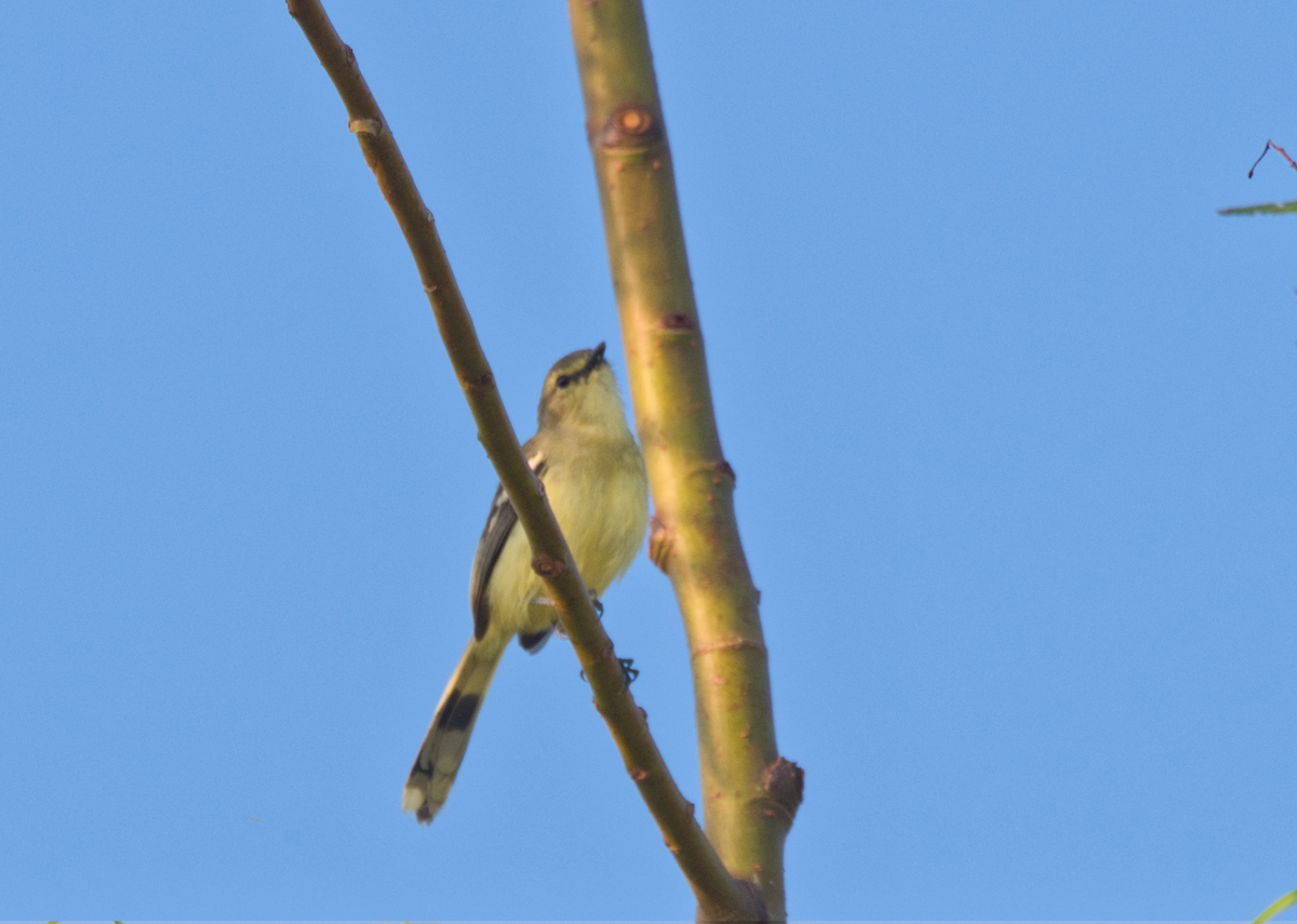 Каландрита мала - ML609272115