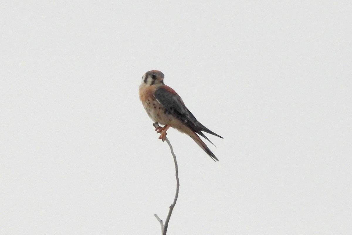 American Kestrel - Diana LaSarge and Aaron Skirvin