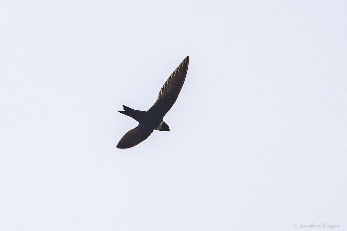 White-collared Swift - Jonathan Vargas