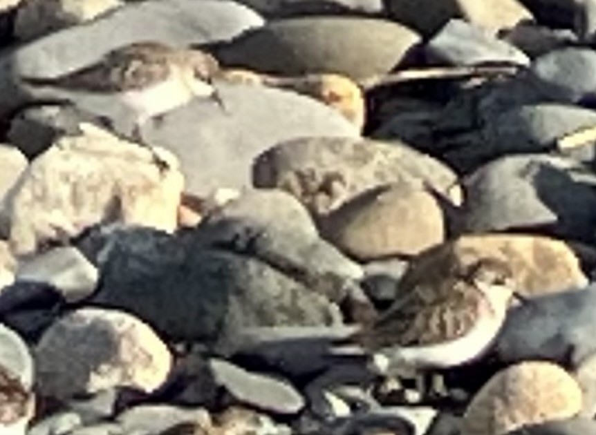 Semipalmated Sandpiper - ML609272194