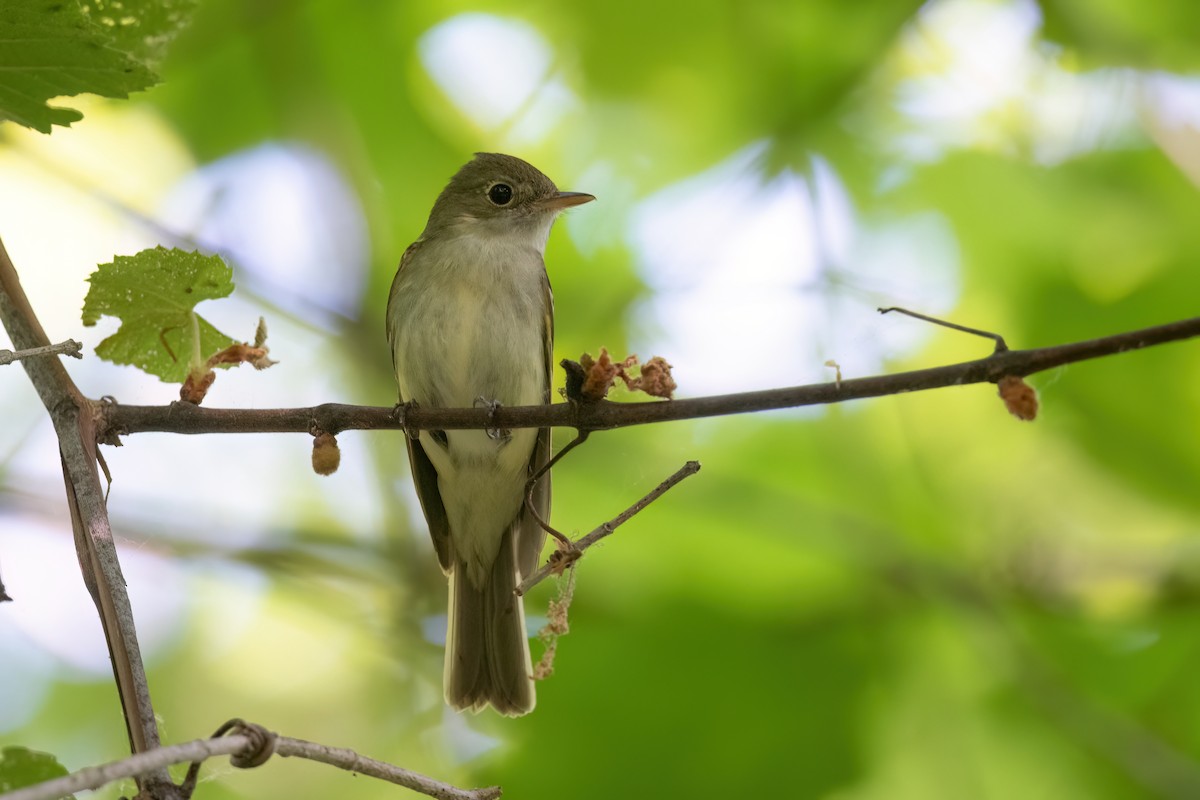 Acadian Flycatcher - ML609272241