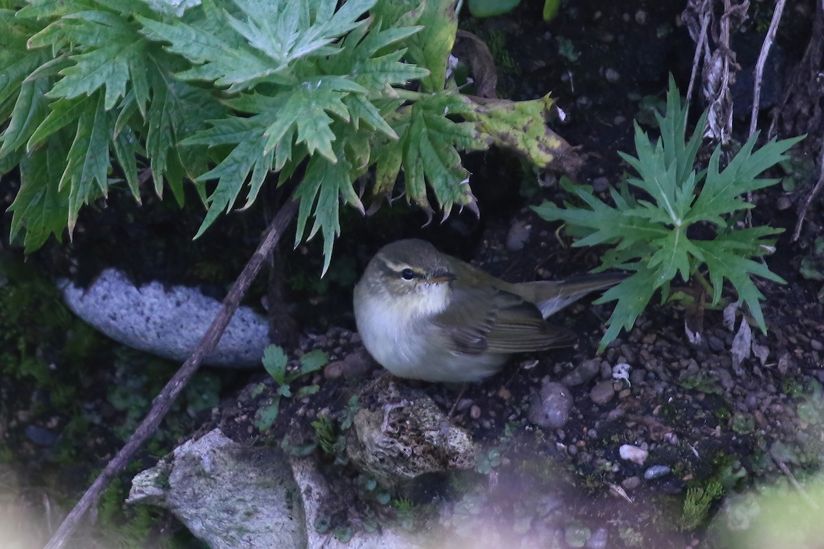 Arctic Warbler - ML609272292