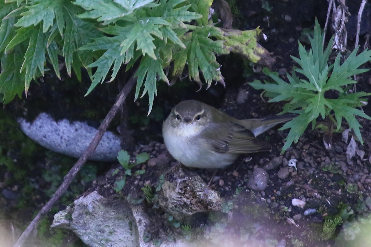 Arctic Warbler - ML609272293