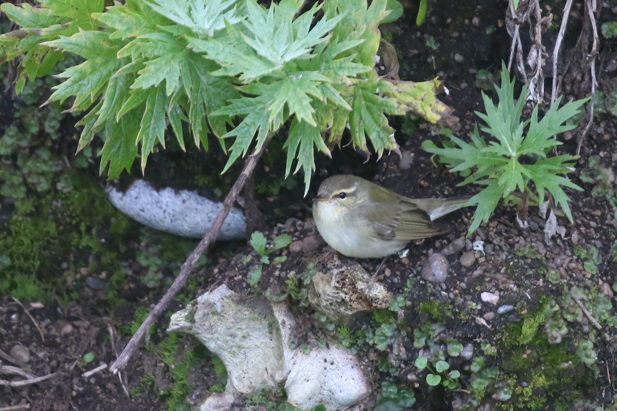 Arctic Warbler - ML609272294