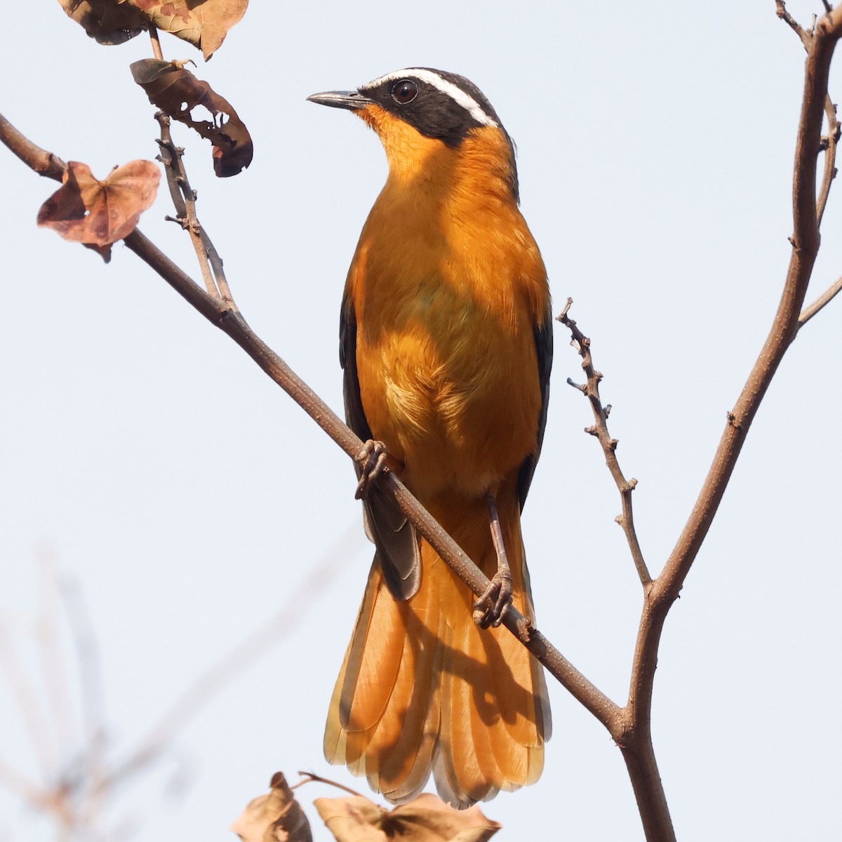 White-browed Robin-Chat - ML609272307