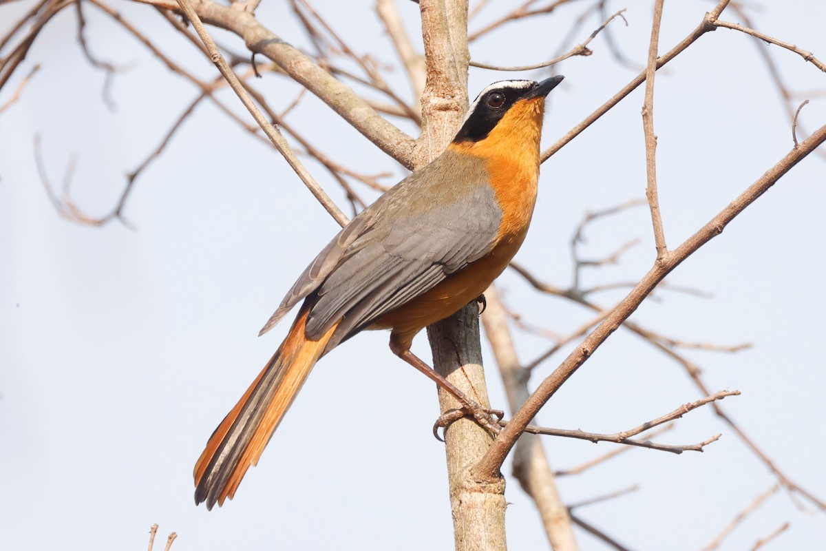 White-browed Robin-Chat - ML609272310